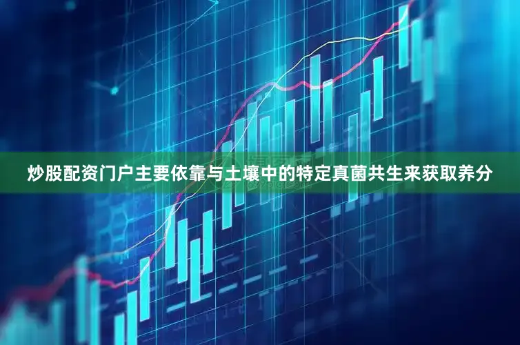 炒股配资门户主要依靠与土壤中的特定真菌共生来获取养分